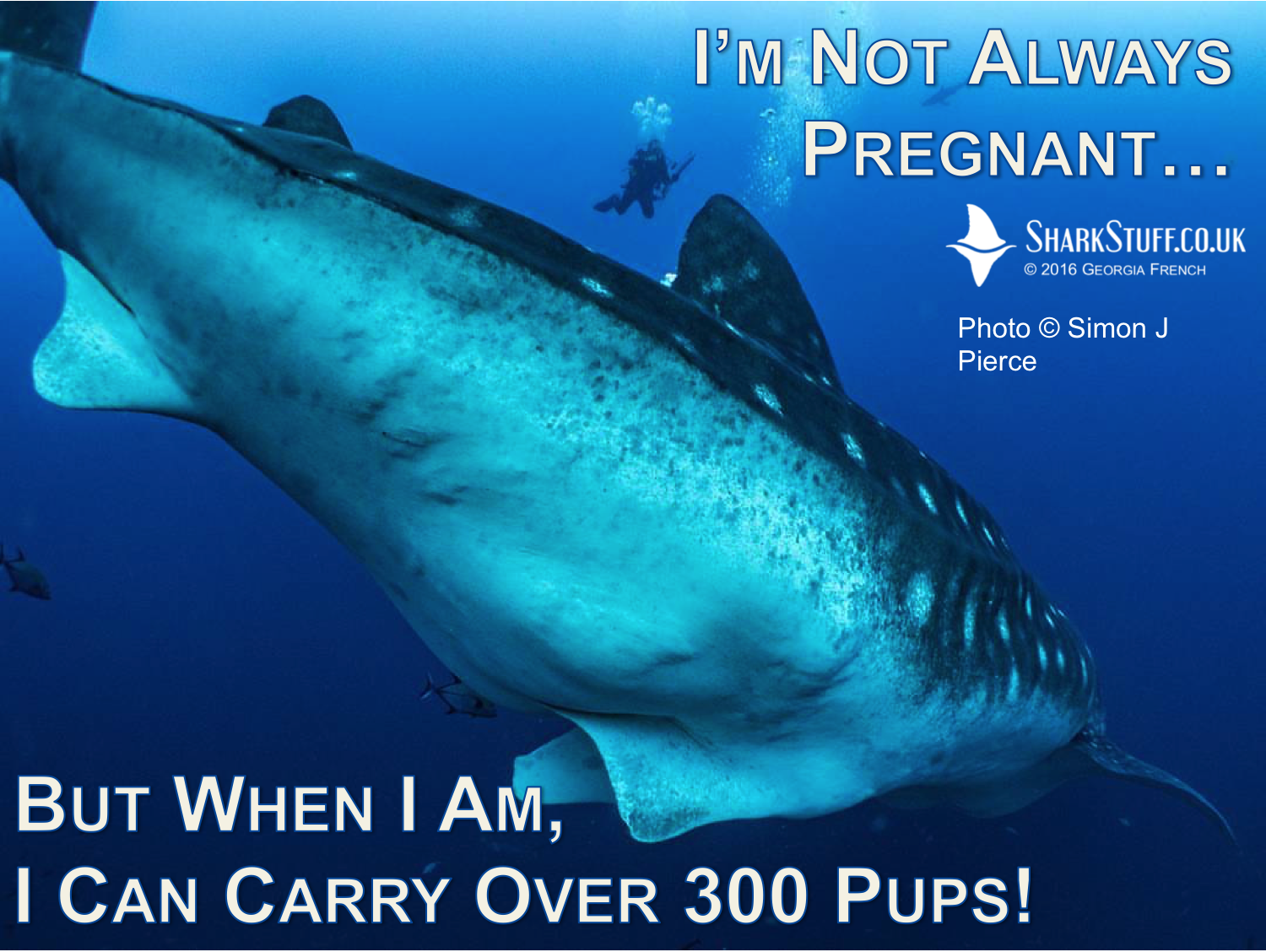 deep blue shark pregnant meme