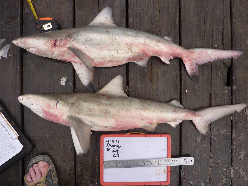 Endangered Sharks: What Does it Mean and Which Species are at Risk?